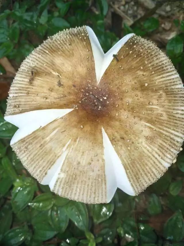 宁波江北消防回访劳密企业 确保隐患有效根除:AG亚娱集团