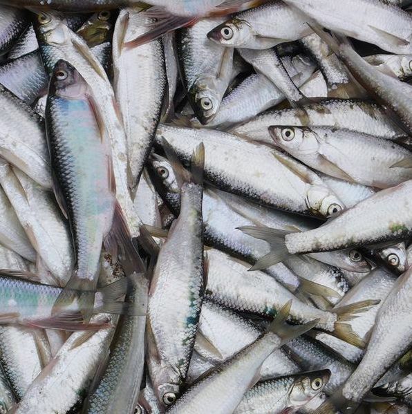 ‘AG亚娱集团’日本男性最欢迎和讨厌的政治家调查,结果都是安倍(图2) AG亚娱集团