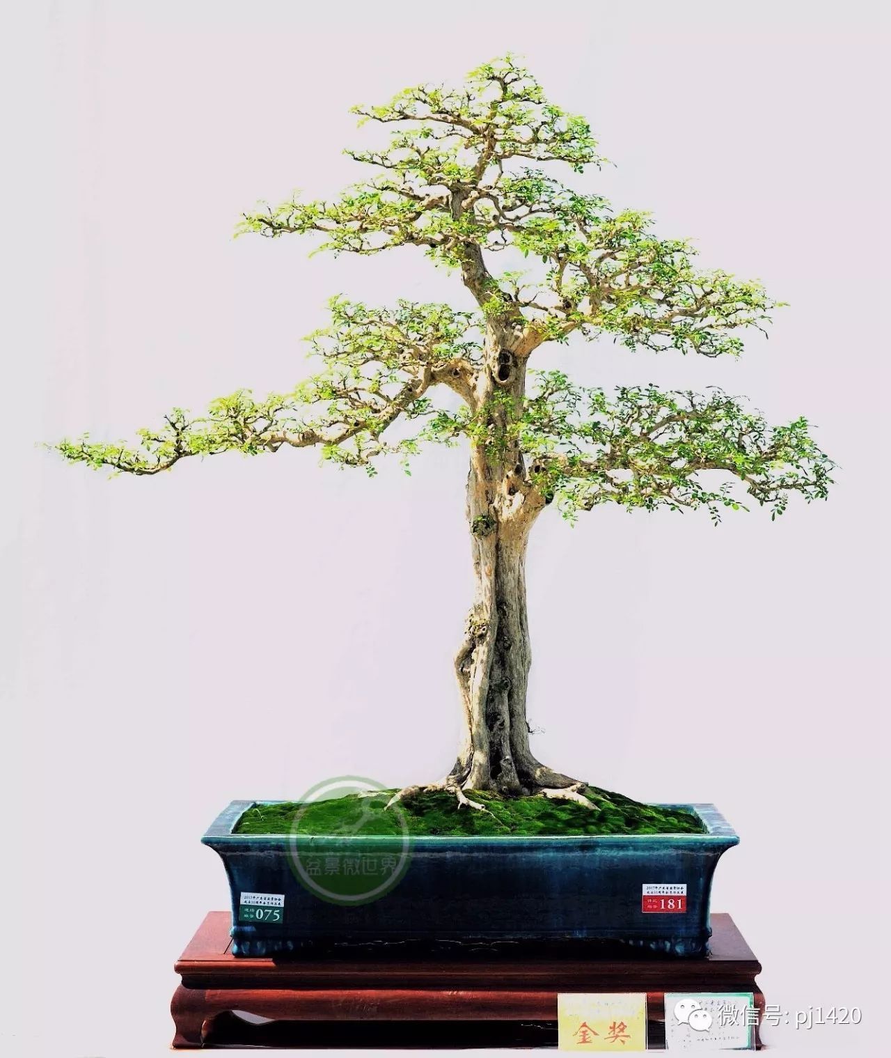 什么是抖音矩阵运营 做抖音矩阵运营有什么用?:ag亚娱官网